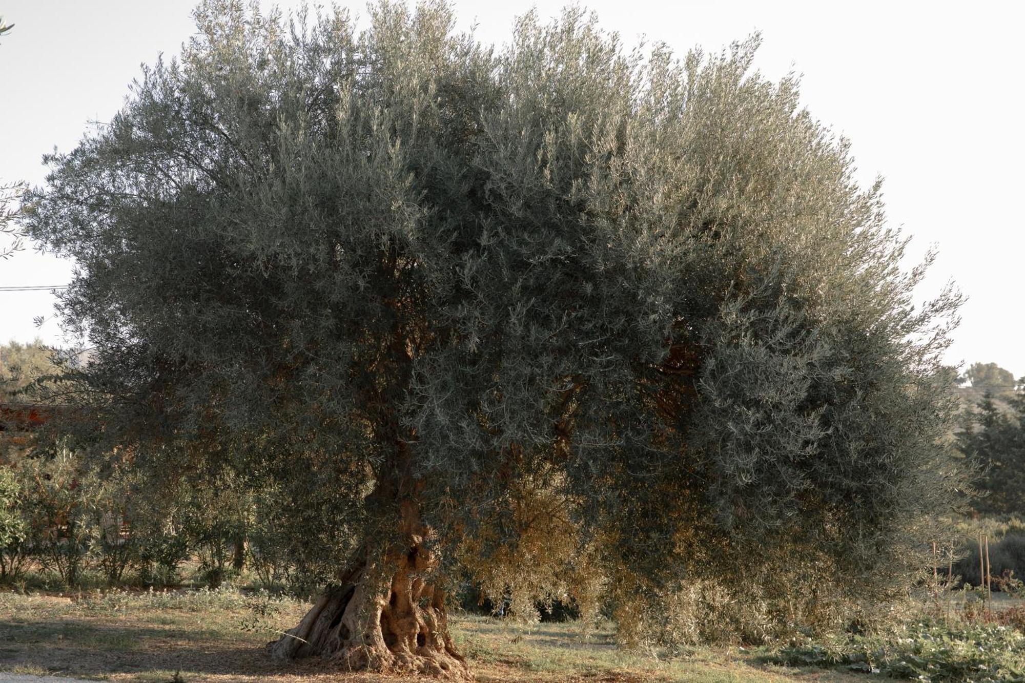 Iuta Farm Villa Noto Dış mekan fotoğraf